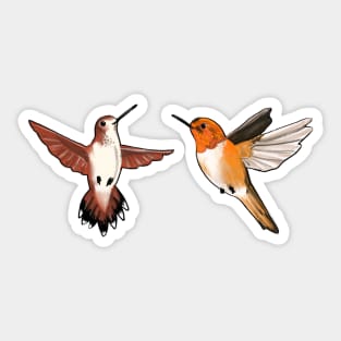 Rufous Hummingbirds Sticker